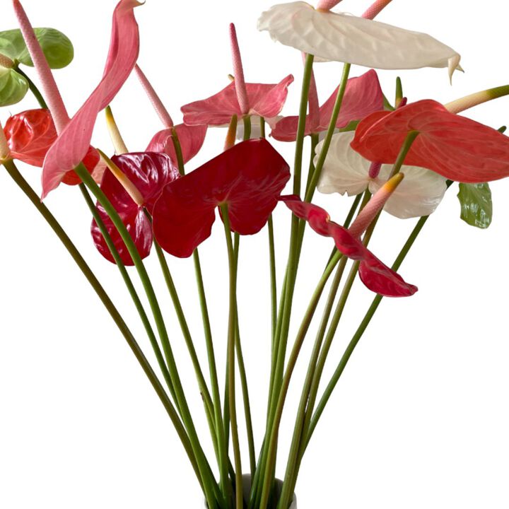 Anthurium Mix Bouquet with Vase