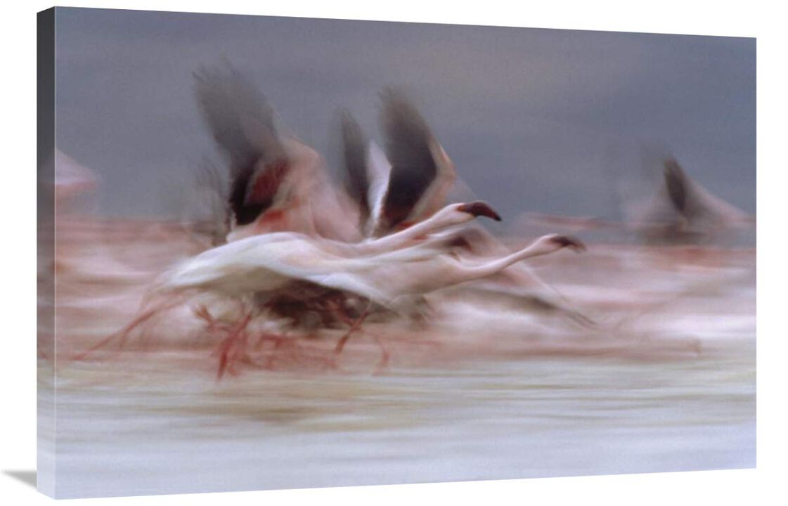 Lesser Flamingo flock taking flight from the surface of a lake, Kenya-Canvas Art-36x24