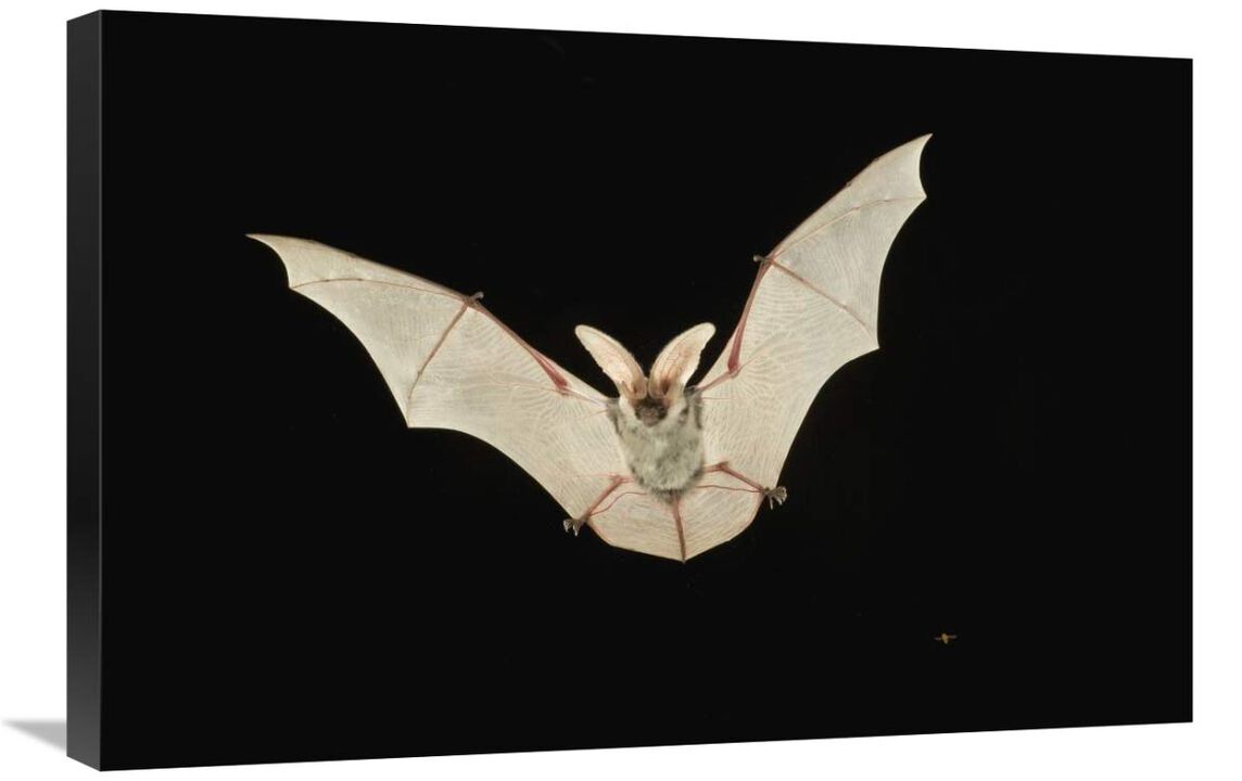 Spotted Bat flying at night near the edge of the Grand Canyon, Kaibab National Forest, Arizona-Canvas Art-30x20