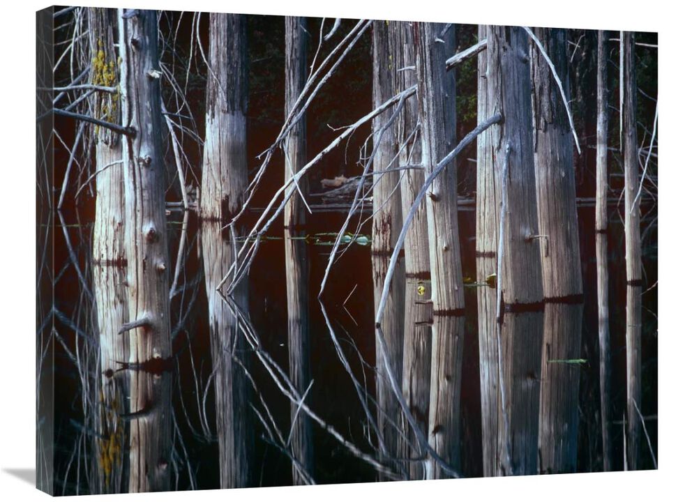 Western Red Cedar trees, Oliphant Lake, British Columbia, Canada-Canvas Art-32x24