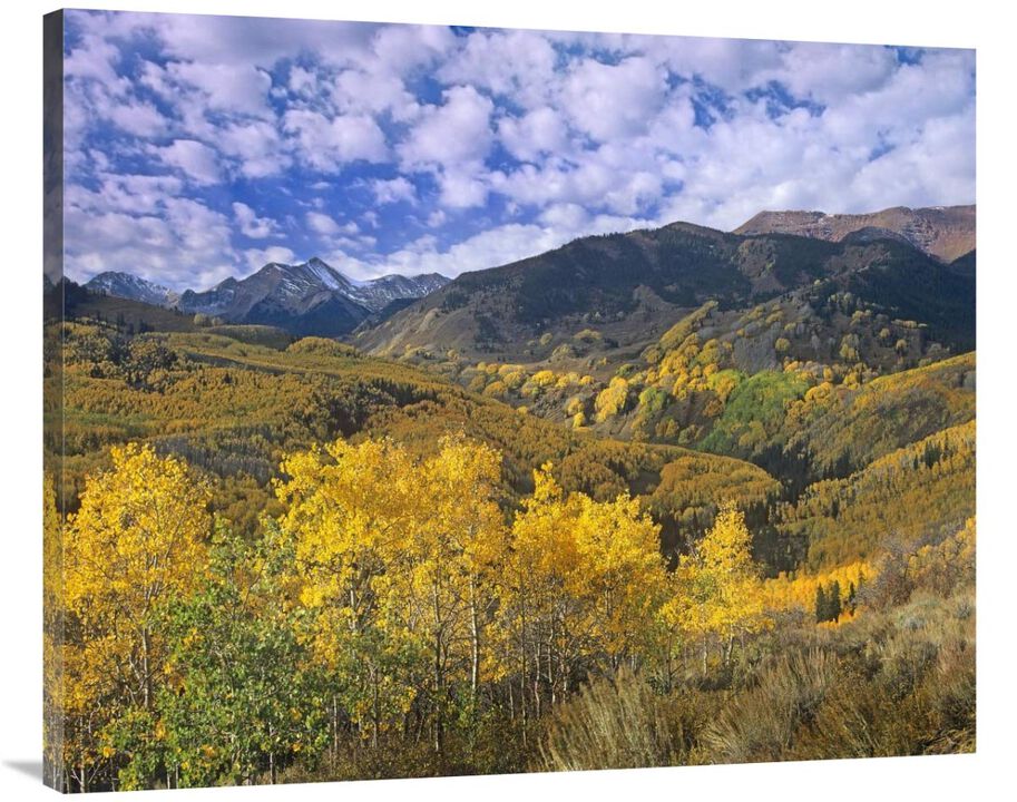 Quaking Aspen in autumn, Colorado-Canvas Art-40x32.8