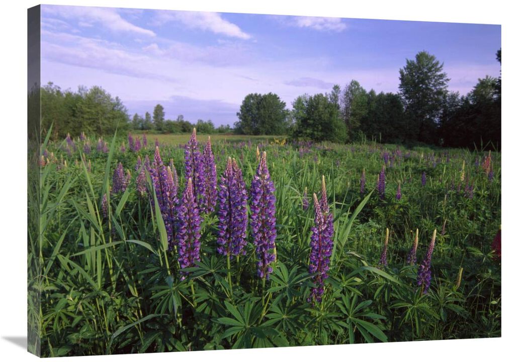 Lupine in meadow near crescent beach, British Columbia, Canada-Canvas Art-32x24