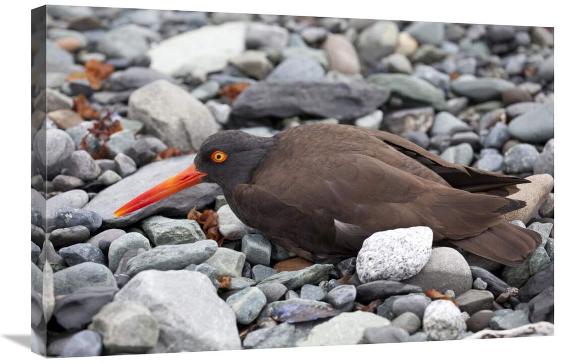 Black Oystercatcher using broken-wing display to lure intruders away from the nest, Icy Bay, Wrangell-St. Elias National Park, Alaska-Canvas Art-30x20