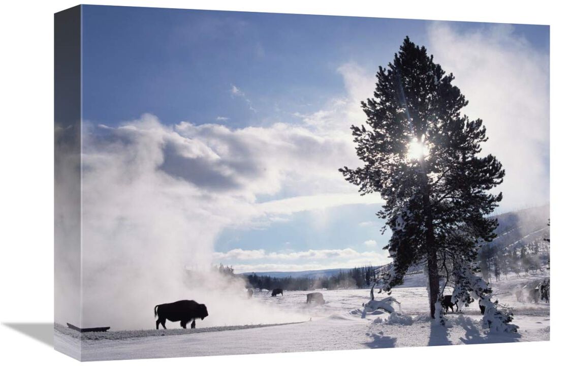 American Bison in winter, Yellowstone National Park, Wyoming-Canvas Art-16x12