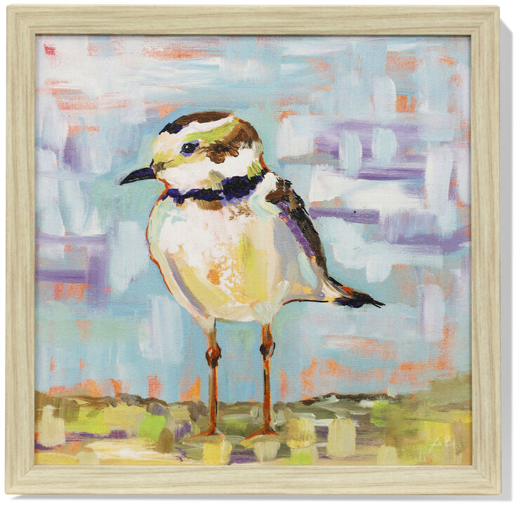 Coastal Plover I Framed Print