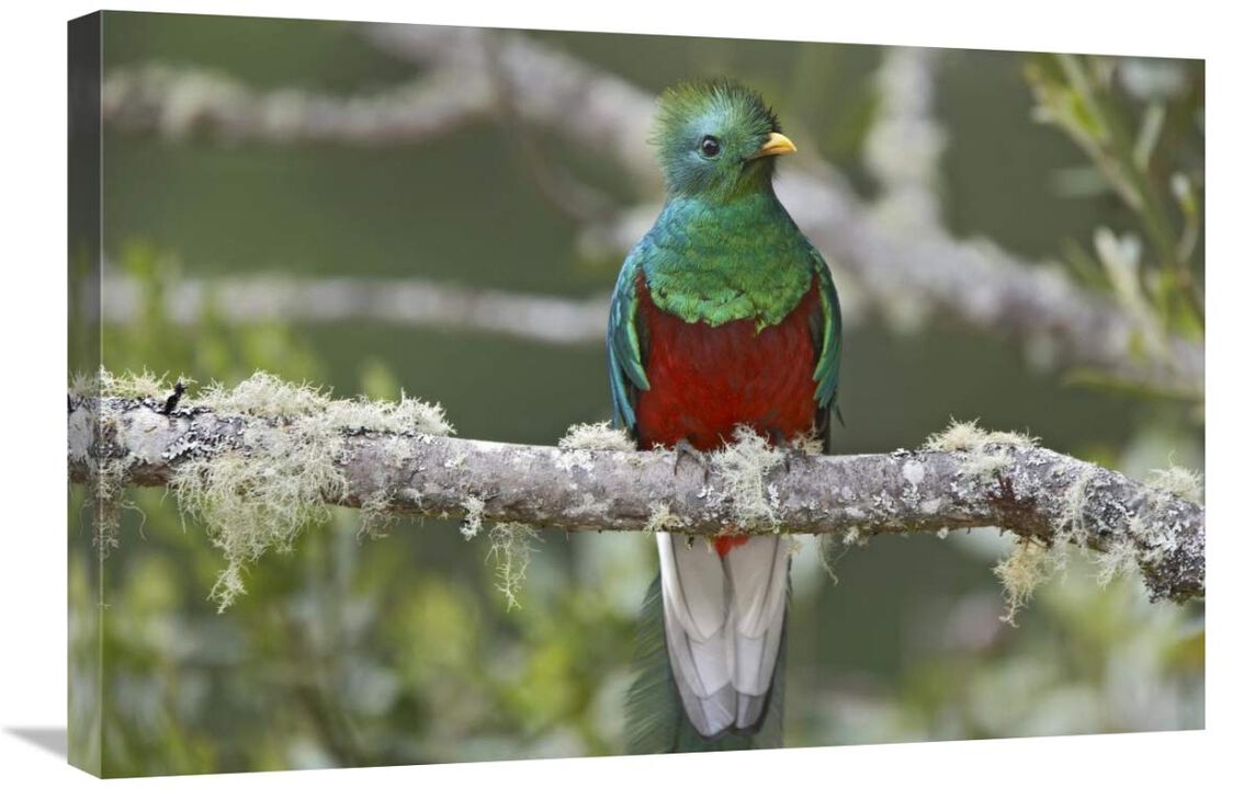 Resplendent Quetzal male, Costa Rica-Canvas Art-30x20