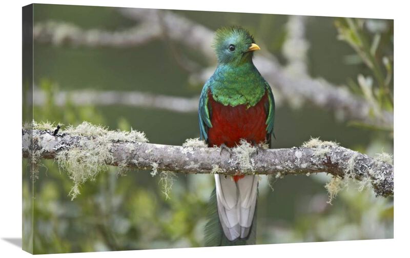 Resplendent Quetzal male, Costa Rica-Canvas Art-30x20