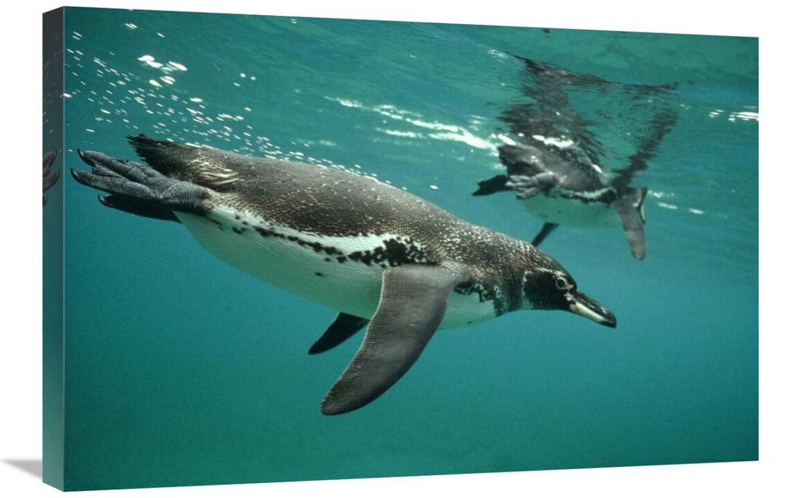 Galapagos Penguins diving, Bartolome Island, Galapagos Islands, Ecuador-Canvas Art-30x20