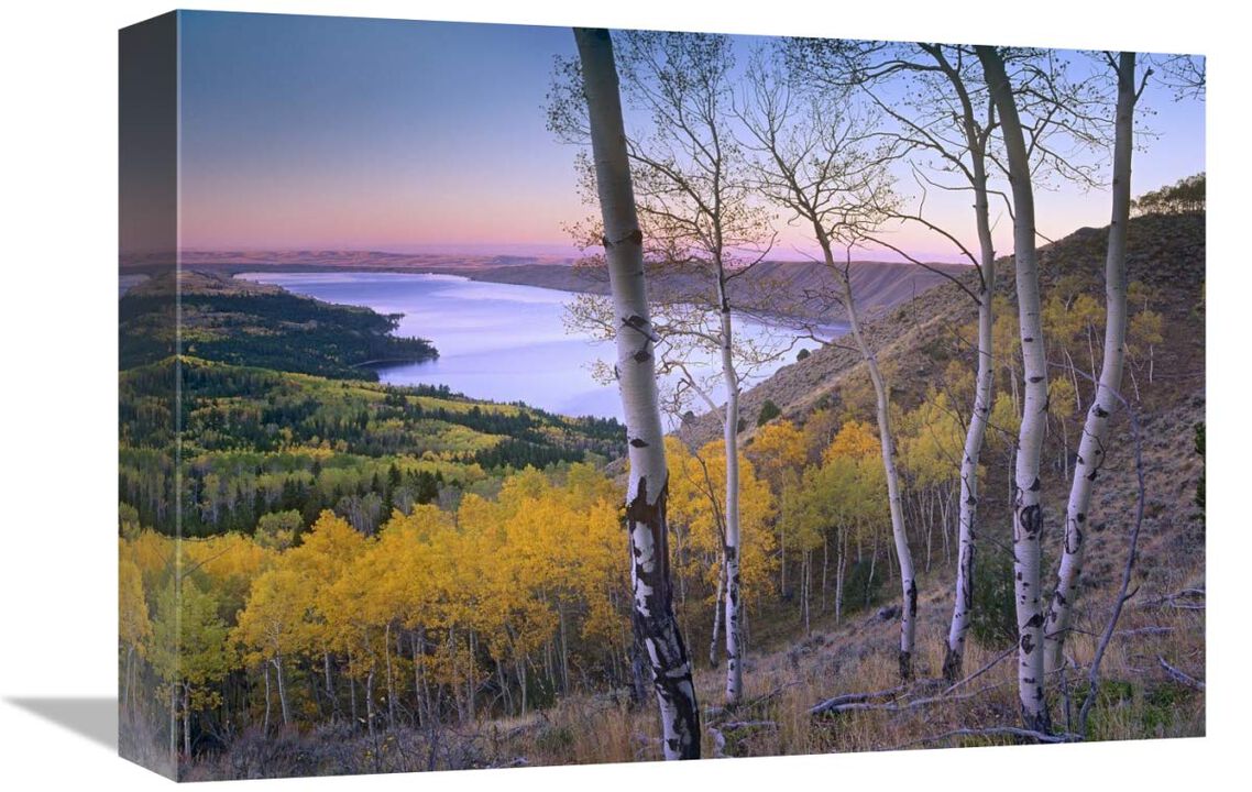 Aspen forest overlooking Fremont Lake, Bridger-Teton National Forest, Wyoming-Canvas Art-16x12