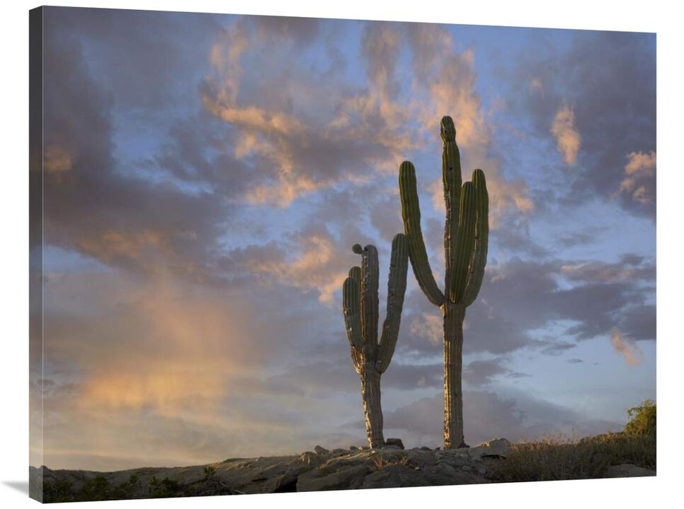 Saguaro cacti, Cabo San Lucas, Mexico-Canvas Art-40x30