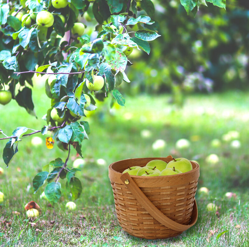 Small Wood Chip Apple Picking Basket