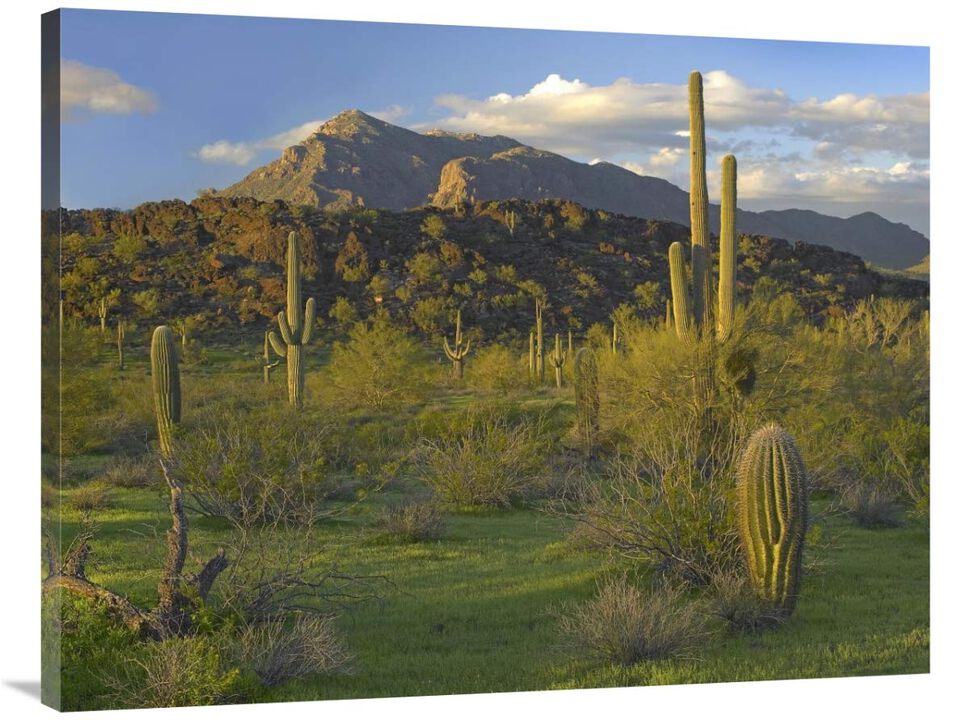 Saguaro Picacho Mountains, Picacho Peak State Park, Arizona-Canvas Art-40x30