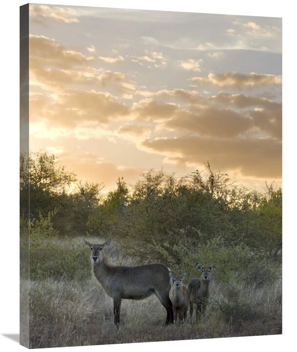 Waterbuck mother and calf, Kruger National Park, South Africa-Canvas Art-24x32