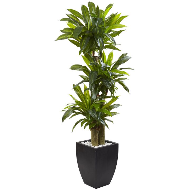 Hivvago 5.5" Corn Stalk Dracaena with Black Wash Planter