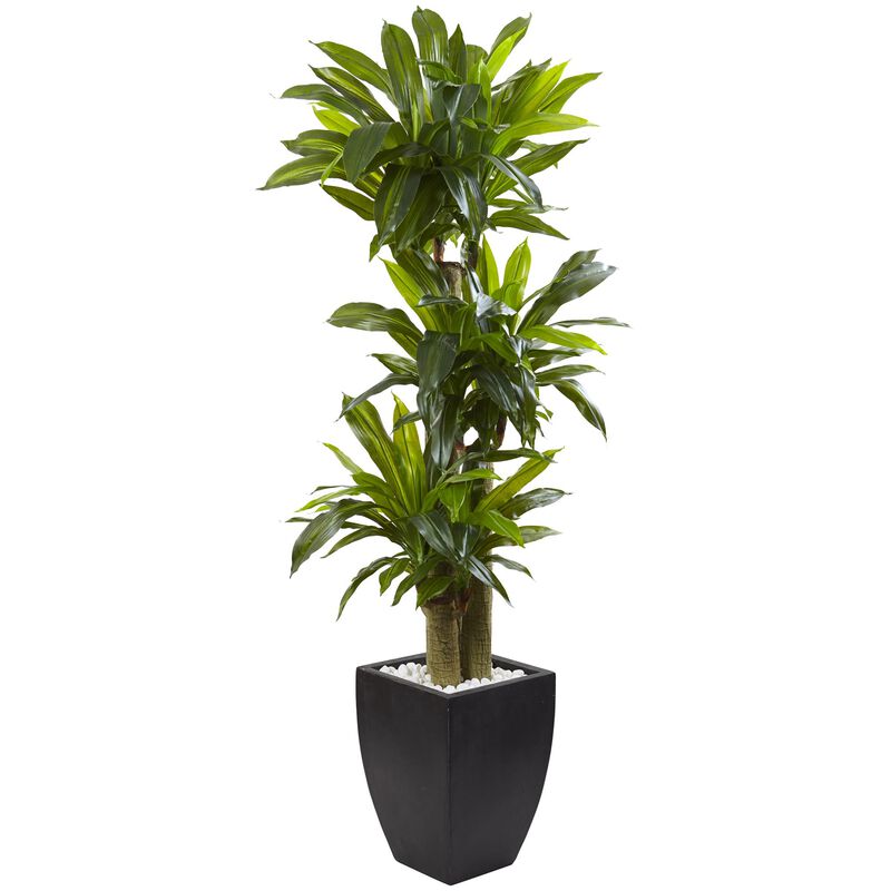 Hivvago 5.5" Corn Stalk Dracaena with Black Wash Planter