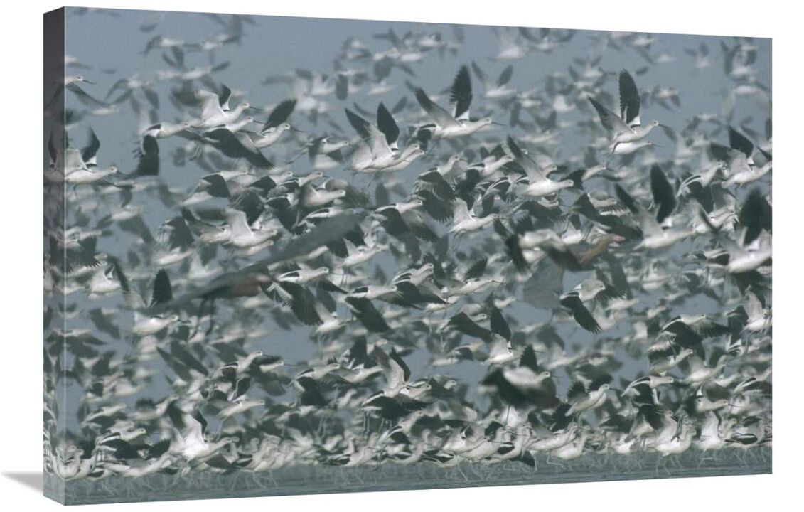American Avocet flock erupting into flight, North America-Canvas Art-30x20