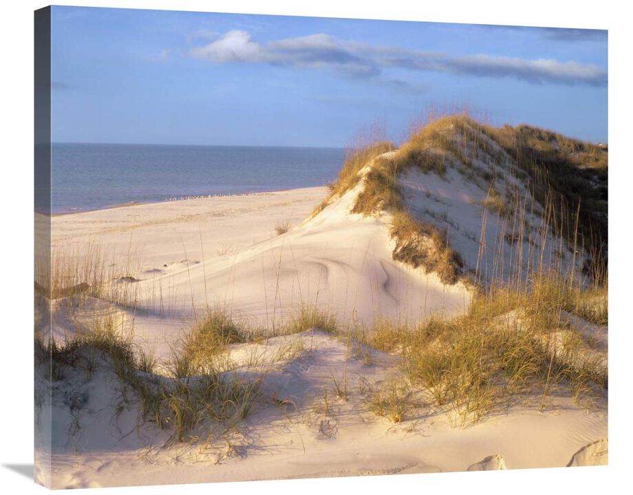 Coastal sand dunes, Saint Joseph Peninsula, Florida-Canvas Art-30x24.9