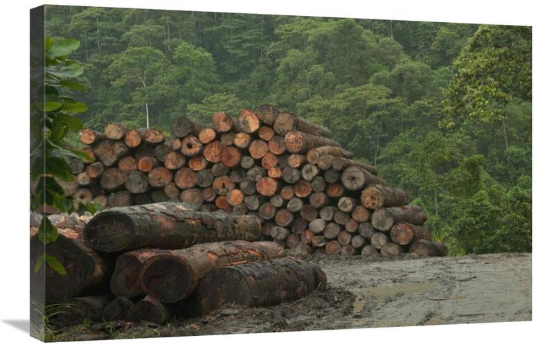 Logging of native rainforest, Ecuador-Canvas Art-30x20