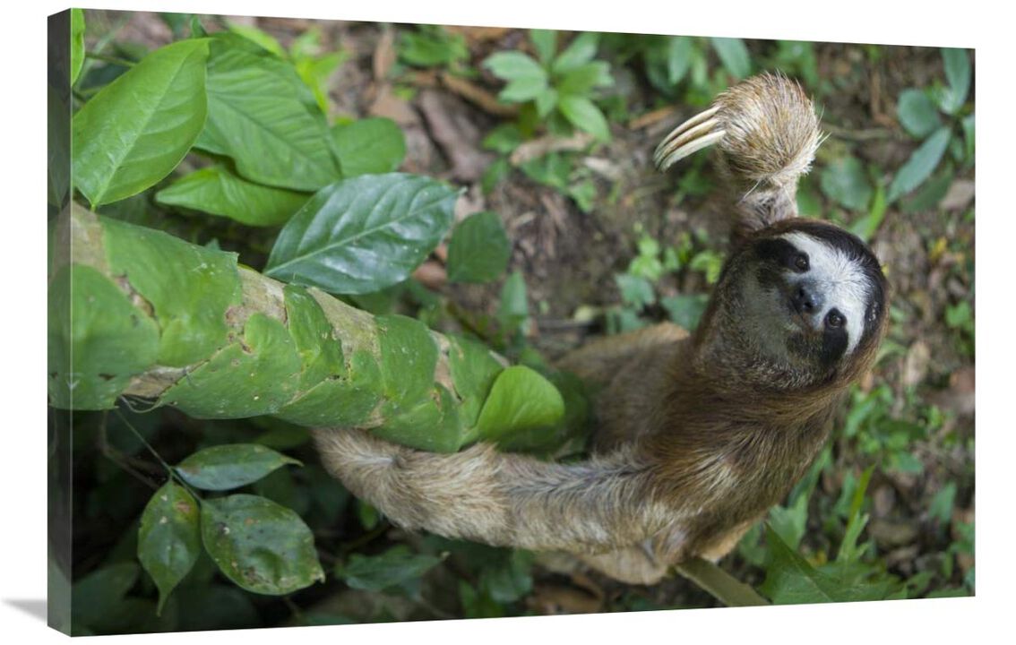 Brown-throated Three-toed Sloth male climbing tree, Aviarios Sloth Sanctuary, Costa Rica-Canvas Art-36x24