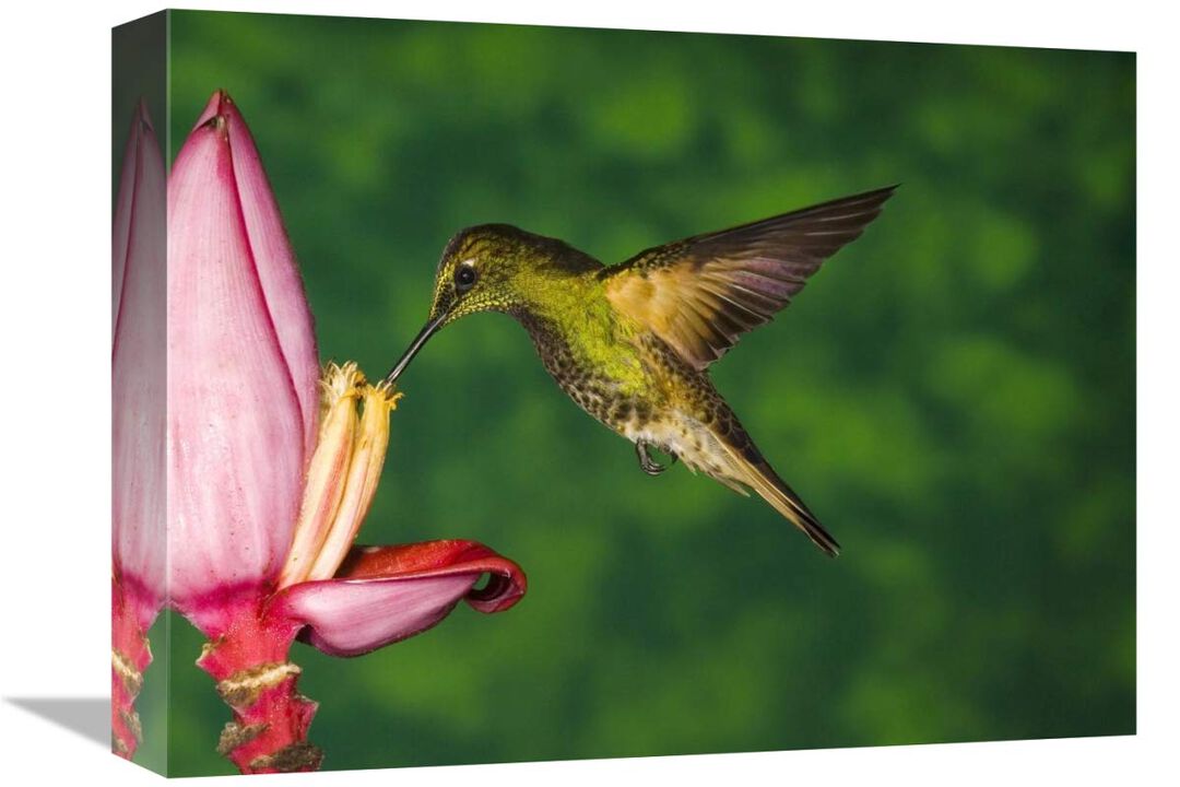 Buff-tailed Coronet hummingbird feeding on flower, Andes, Ecuador-Canvas Art-16x12