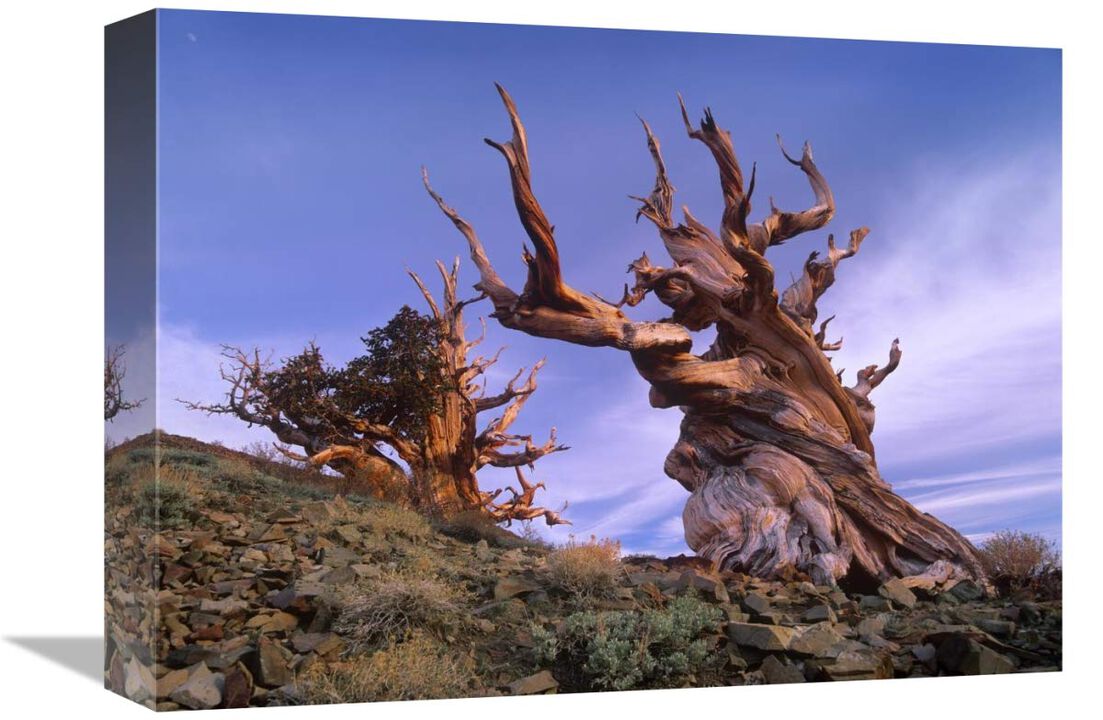 Foxtail Pine ancient trees at Schulman Grove, White Mountains, Inyo National Forest, California-Canvas Art-16x12