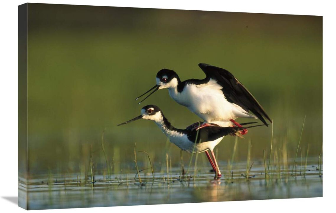 Black-necked Stilt couple mating, North America-Canvas Art-30x20