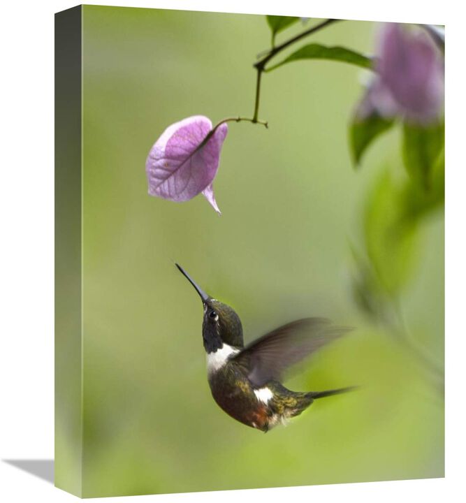 Purple-throated Woodstar hummingbird hovering near Bougainveillea flower, Ecuador-Canvas Art-12x16