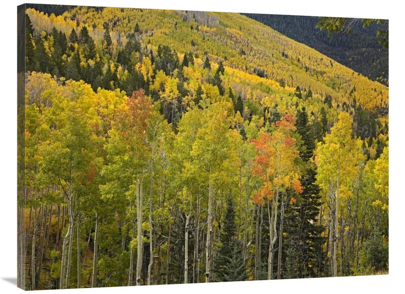 Aspen trees in autumn, Santa Fe National Forest near Santa Fe, New Mexico-Canvas Art-40x30