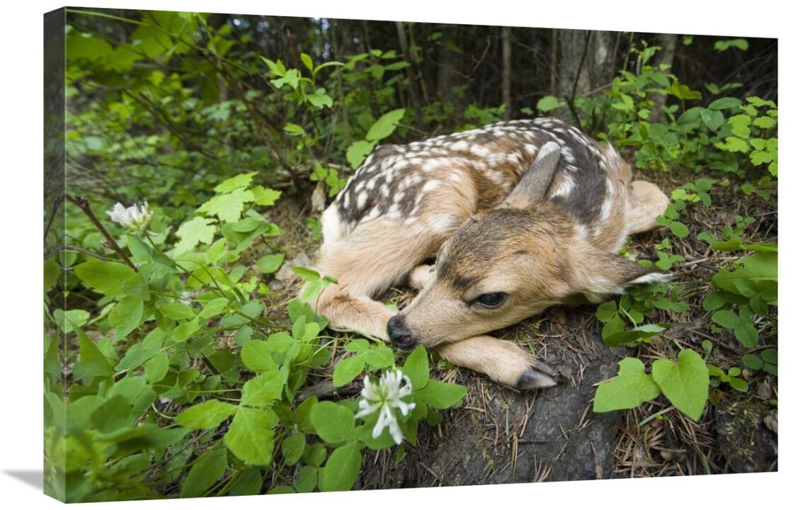 Newborn Mule Deer fawn, waiting for the return of its mother, Siuslaw National Forest, Oregon-Canvas Art-30x20