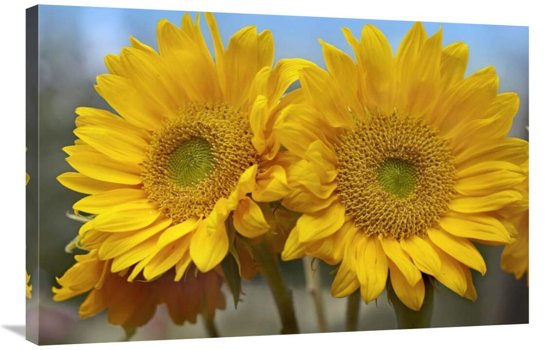 Common Sunflower flowers, North America-Canvas Art-36x24