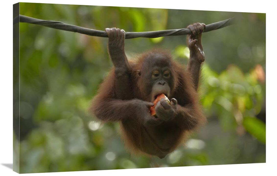 Orangutan young eating fruit, Sabah, Borneo, Malaysia-Canvas Art-36x24