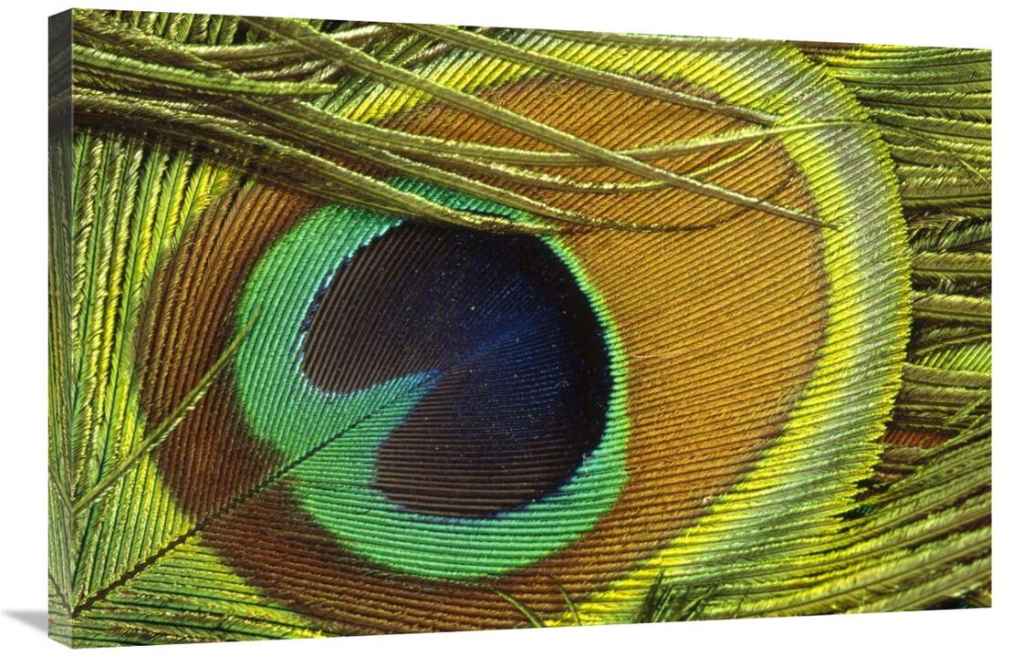 Indian Peafowl male display feathers, native to India and southeast Asia-Canvas Art-36x24