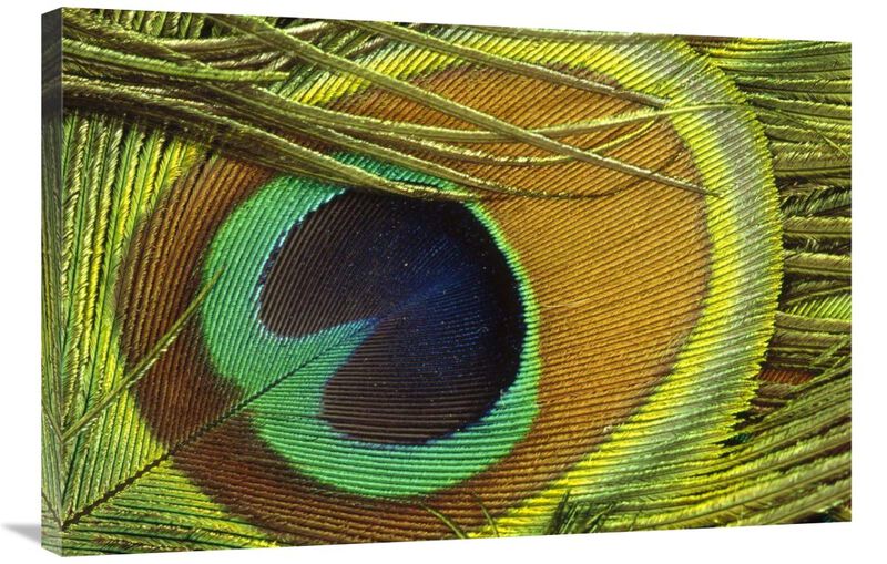 Indian Peafowl male display feathers, native to India and southeast Asia-Canvas Art-36x24