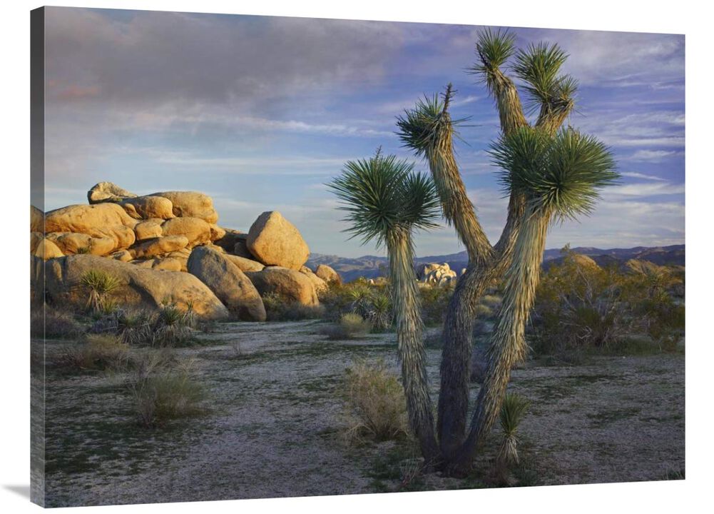 Joshua Tree and boulders, Joshua Tree National Park, California-Canvas Art-40x30