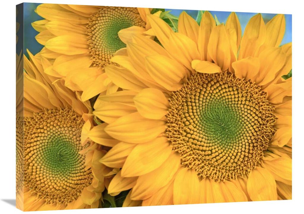 Common Sunflower group showing symmetrical seed heads, North America-Canvas Art-32x24