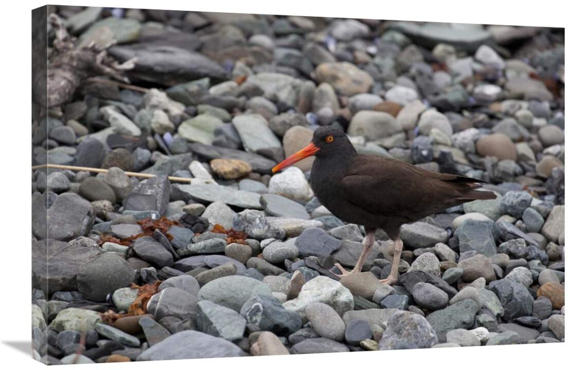 Black Oystercatcher, Icy Bay, Wrangell-St. Elias National Park, Alaska-Canvas Art-30x20