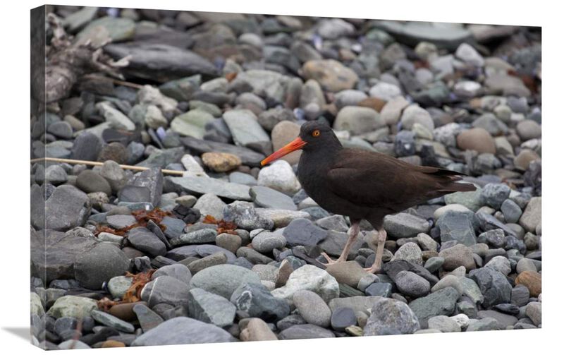 Black Oystercatcher, Icy Bay, Wrangell-St. Elias National Park, Alaska-Canvas Art-30x20