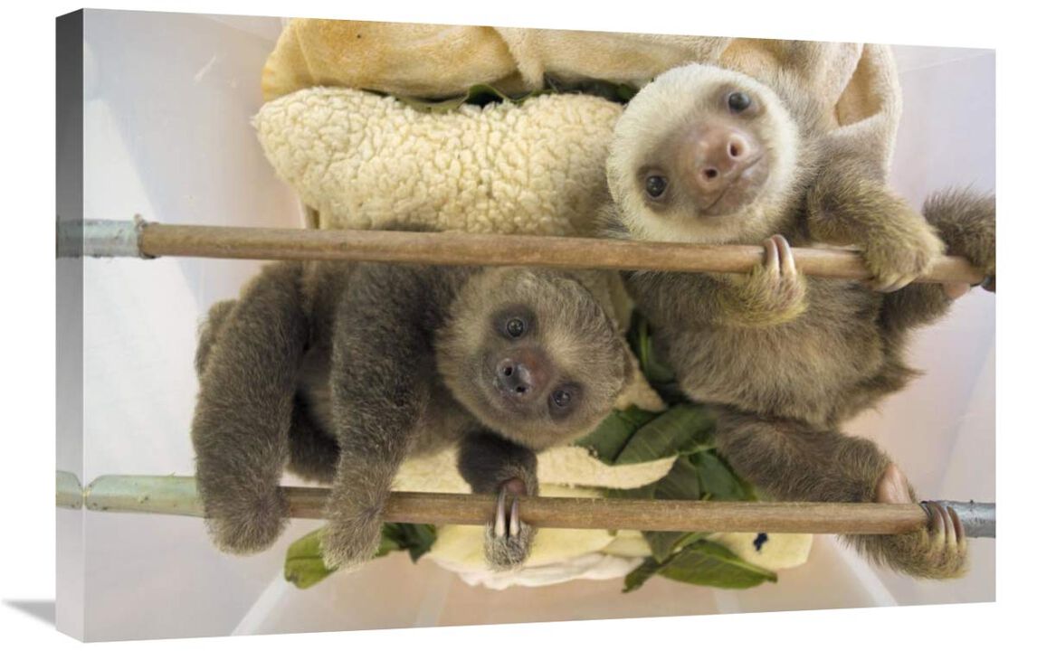 Hoffmanns Two-toed Sloth orphaned babies, Aviarios Sloth Sanctuary, Costa Rica-Canvas Art-30x20
