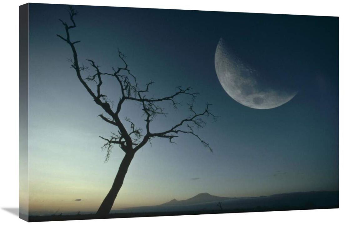 Whistling Thorn and moon, Amboseli National Park, Kenya, East Africa-Canvas Art-30x20