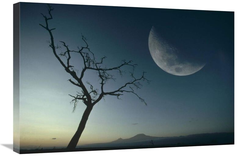 Whistling Thorn and moon, Amboseli National Park, Kenya, East Africa-Canvas Art-30x20