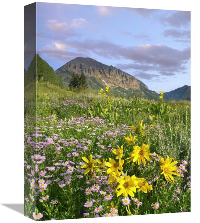 Orange Sneezeweed and Smooth Asters and Gothic Mountain, Colorado-Canvas Art-12x16