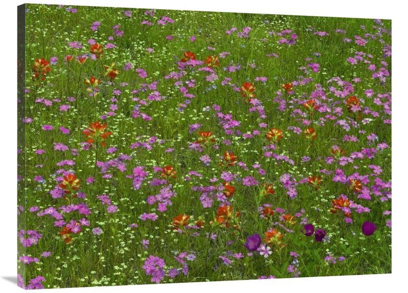 Pointed Phlox and Indian Paintbrushes in bloom, Hill Country, Texas-Canvas Art-40x30