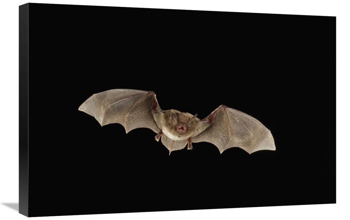 Southeastern Myotis bat flying at night, Big Thicket National Preserve, Texas-Canvas Art-30x20