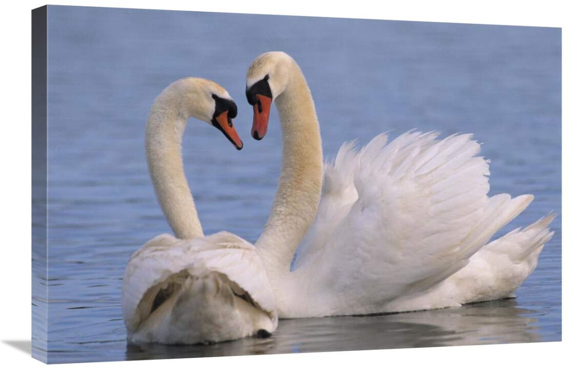 Mute Swan pair courting, Europe-Canvas Art-30x20