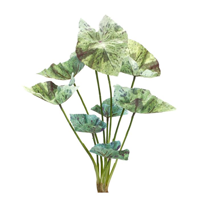 Variegated Caladium Foliage Bush for Lush Home Décor and Floral Arrangements (Set of 6)