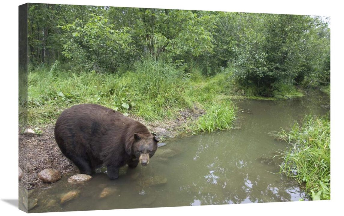 Black Bear large adult male drinking from stream, Orr, Minnesota-Canvas Art-30x20
