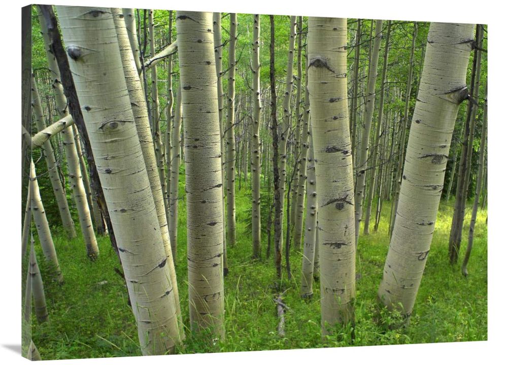Aspen forest in spring, Gunnison National Forest, Colorado-Canvas Art-40x30