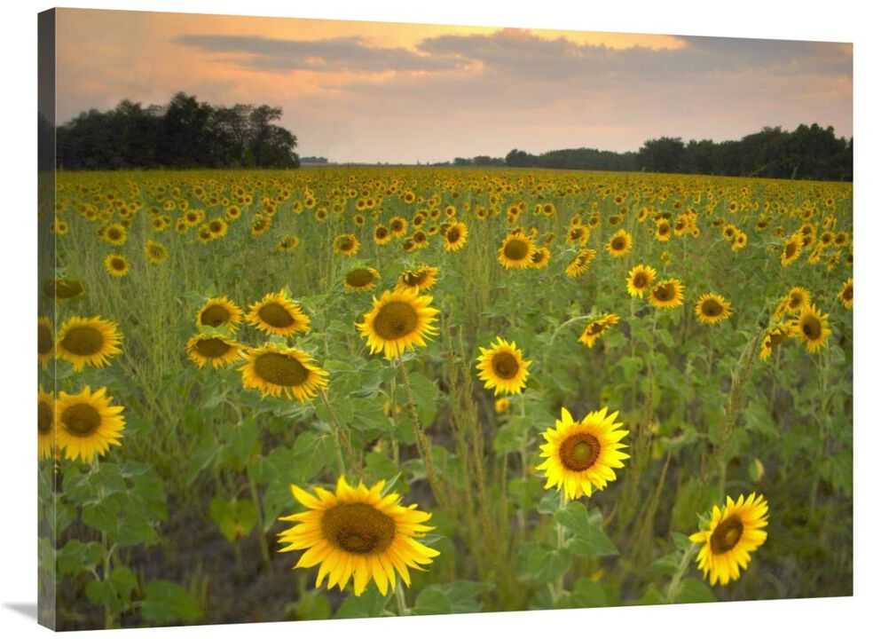 Field of sunflowers, Flint Hills National Wildlife Refuge, Kansas-Canvas Art-40x30