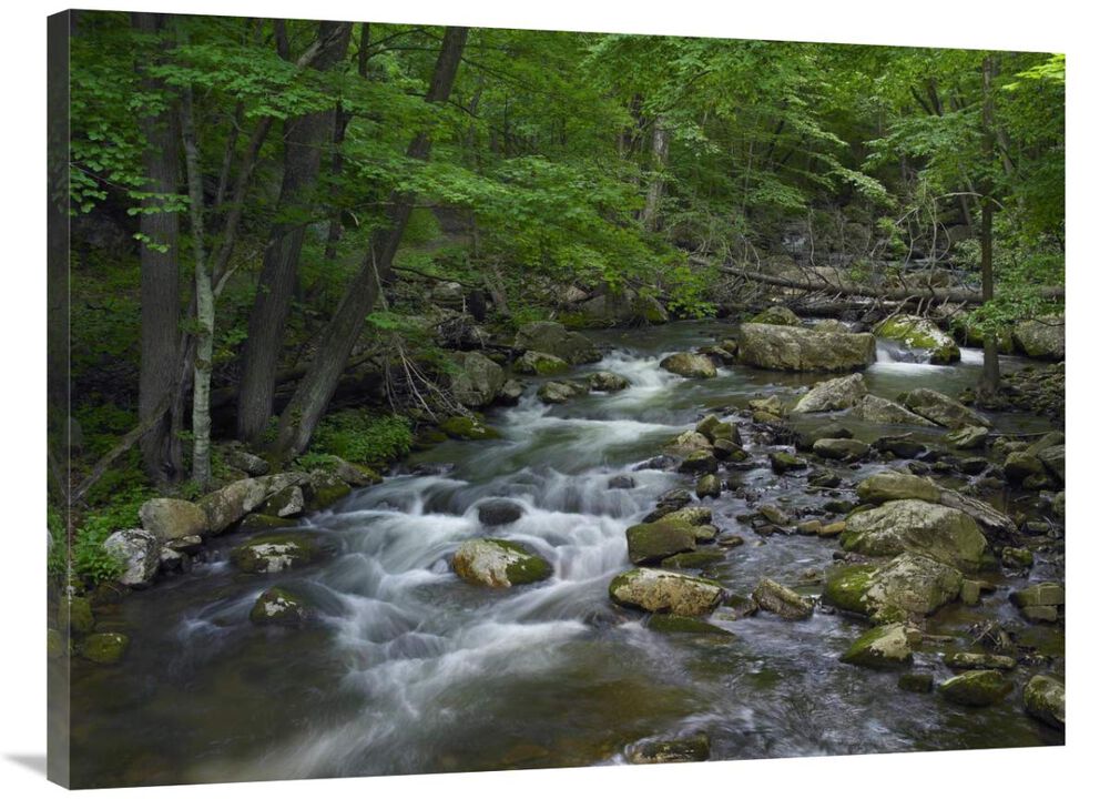 Little Stony Creek flowing through Jefferson National Forest, Virginia-Canvas Art-40x30