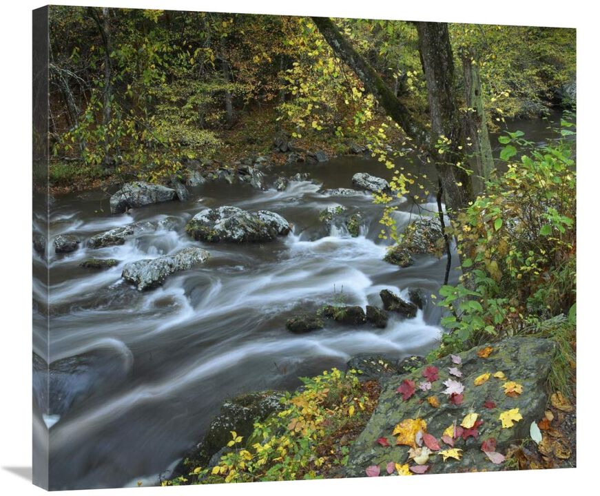 Little River, Great Smoky Mountains National Park, Tennessee-Canvas Art-30x26.4